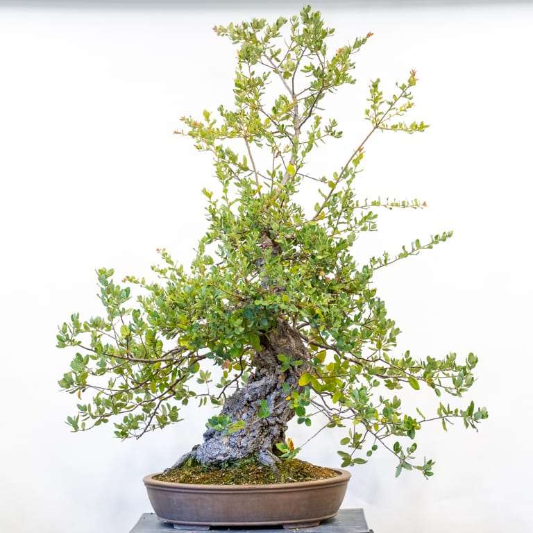 图解 2组栓皮栎盆景怎么修剪的前后对比图片