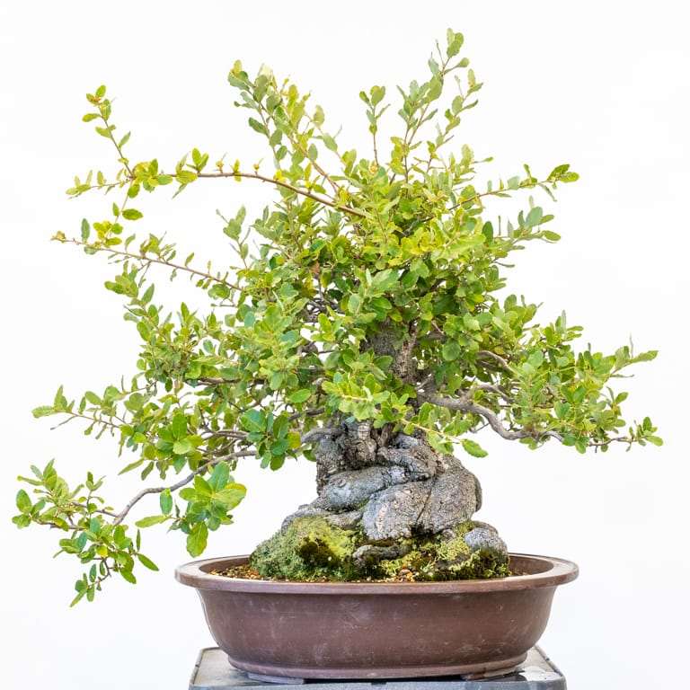 图解 2组栓皮栎盆景怎么修剪的前后对比图片