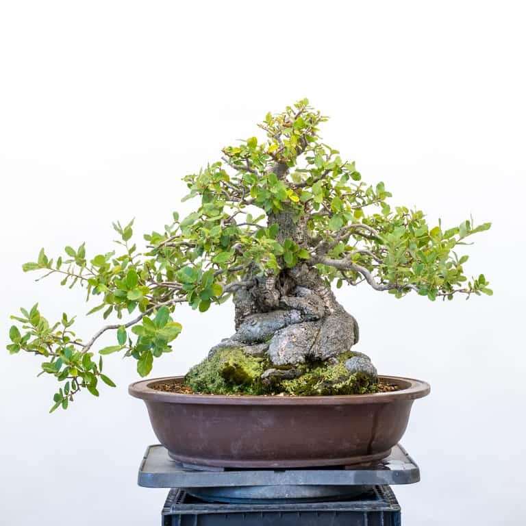 图解 2组栓皮栎盆景怎么修剪的前后对比图片