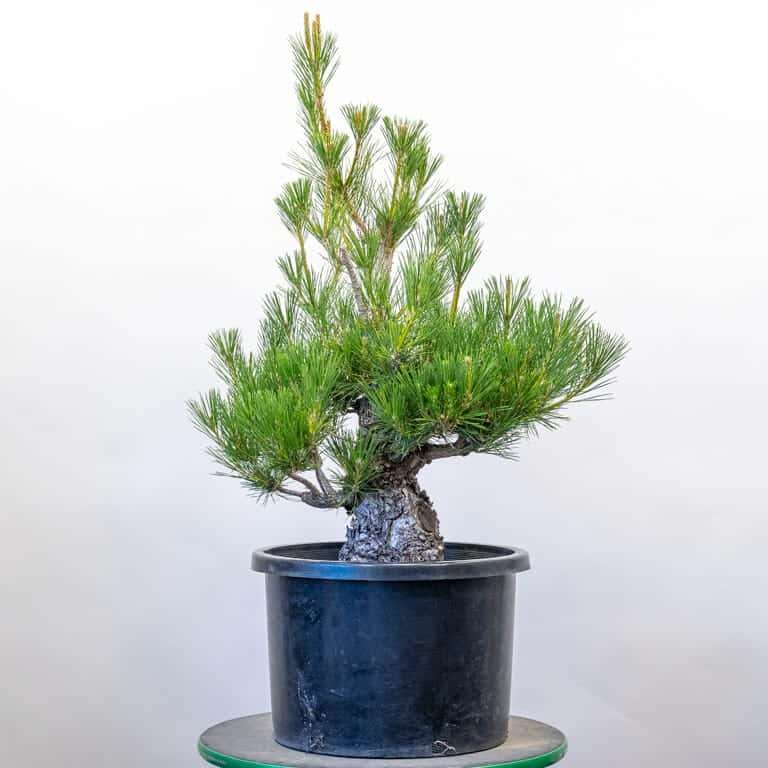 图解 老外修剪黑松盆景的过程 水平很差