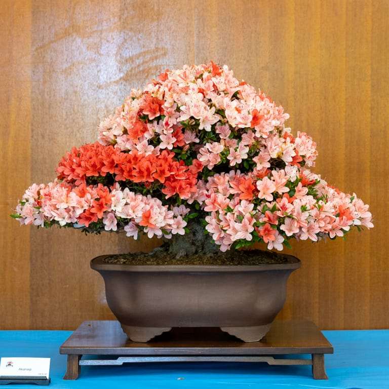 2022 美国加利福尼亚杜鹃盆景展