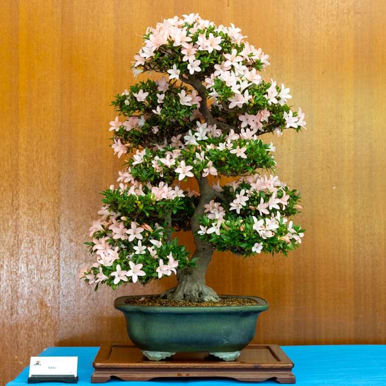 2022 美国加利福尼亚杜鹃盆景展