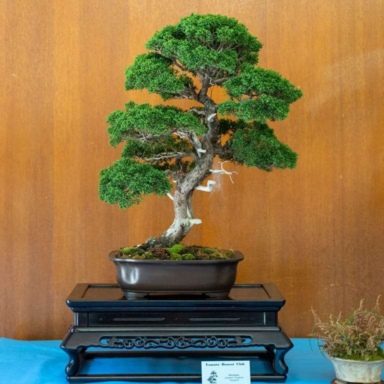 2022 美国加利福尼亚杜鹃盆景展