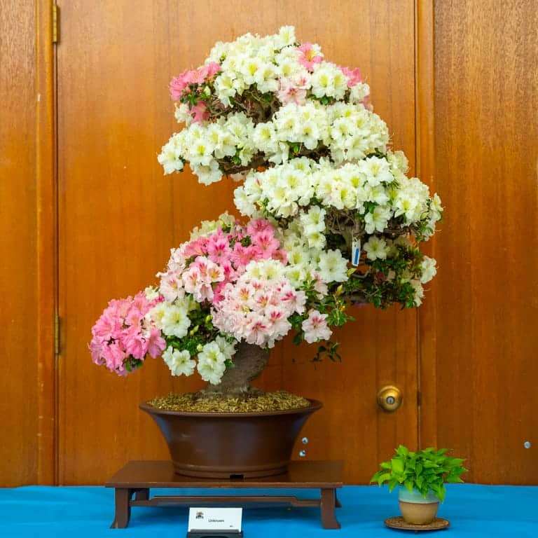 2022 美国加利福尼亚杜鹃盆景展