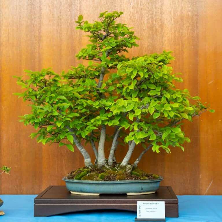 2022 美国加利福尼亚杜鹃盆景展