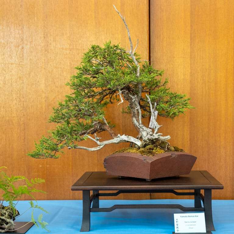 2022 美国加利福尼亚杜鹃盆景展