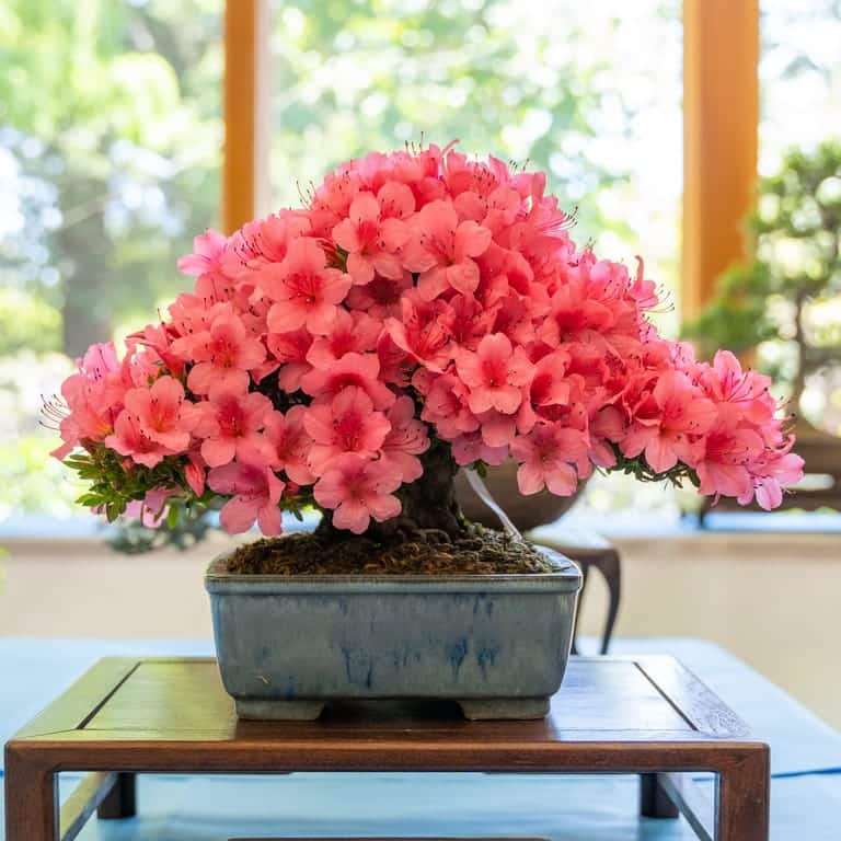 2022 美国加利福尼亚杜鹃盆景展