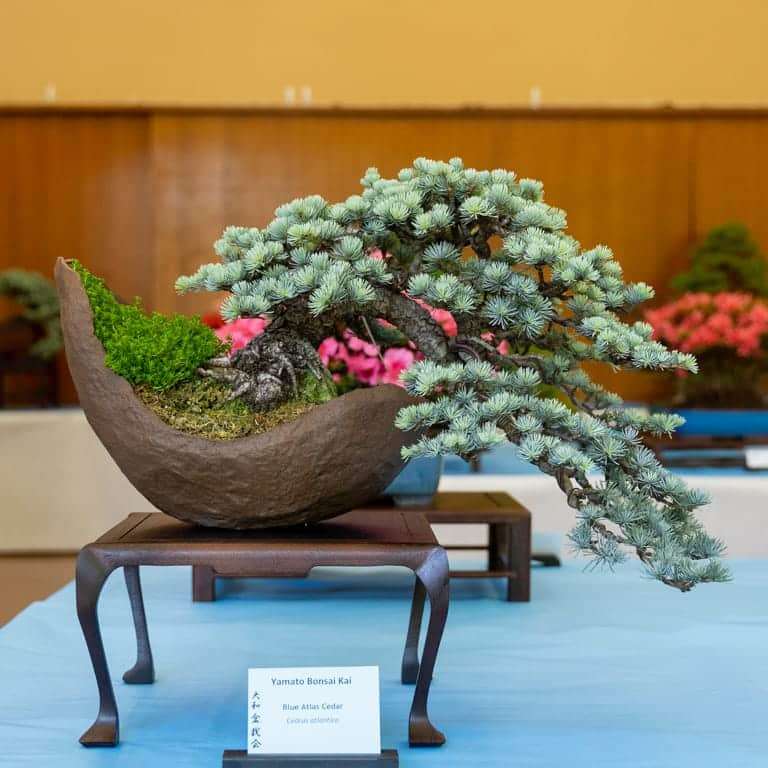 2022 美国加利福尼亚杜鹃盆景展