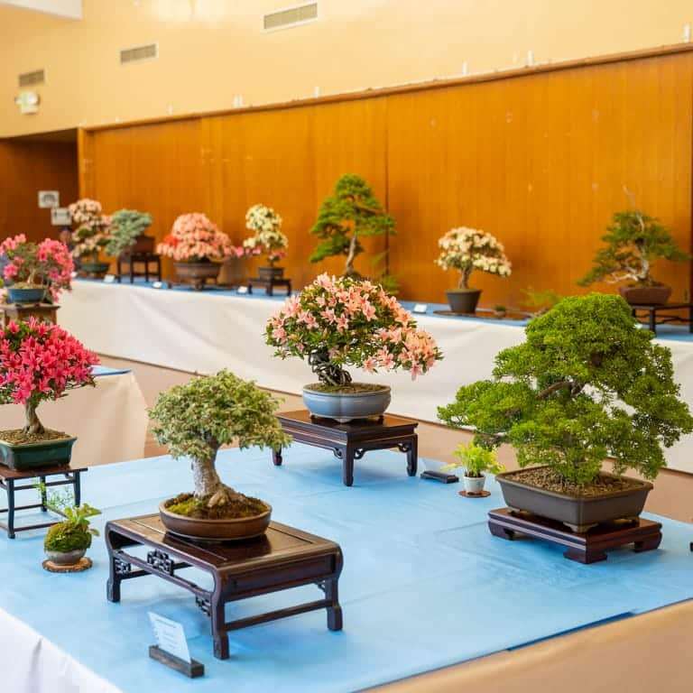 2022 美国加利福尼亚杜鹃盆景展