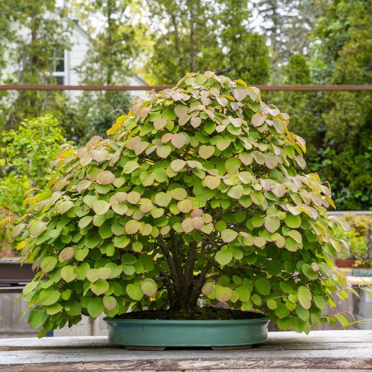 2022 参观俄勒冈州安德鲁的盆景花园