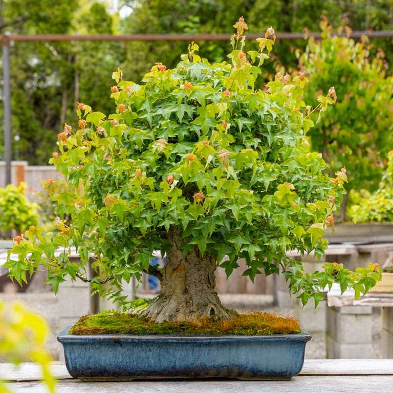 2022 参观俄勒冈州安德鲁的盆景花园