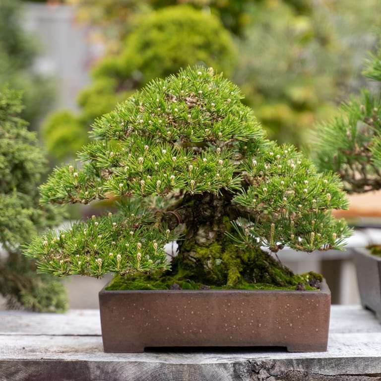 2022 参观俄勒冈州安德鲁的盆景花园