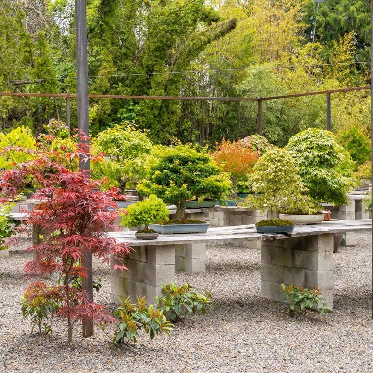 2022 参观俄勒冈州安德鲁的盆景花园