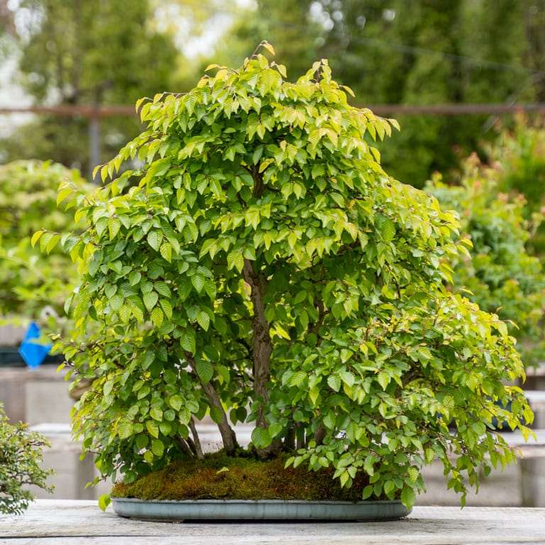 2022 参观俄勒冈州安德鲁的盆景花园