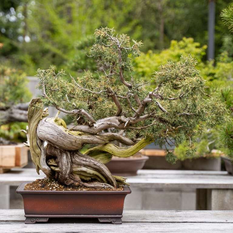 2022 参观俄勒冈州安德鲁的盆景花园