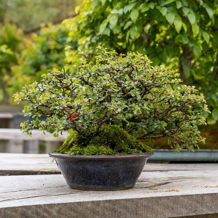 2022 参观俄勒冈州安德鲁的盆景花园