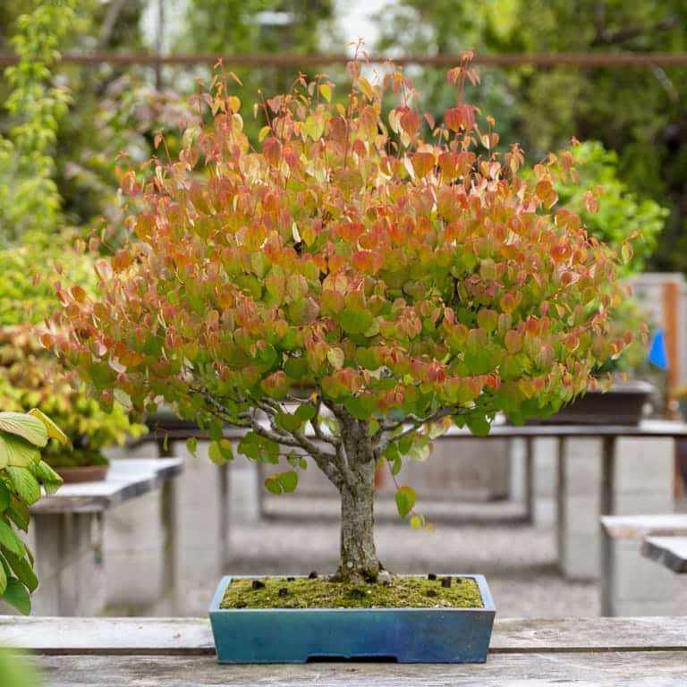 2022 参观俄勒冈州安德鲁的盆景花园