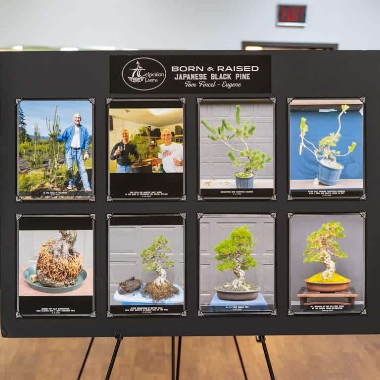 2022 美国波特兰盆景研讨会 图片