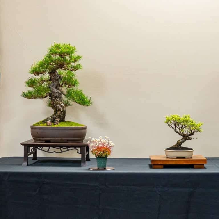 2022 美国波特兰盆景研讨会 图片