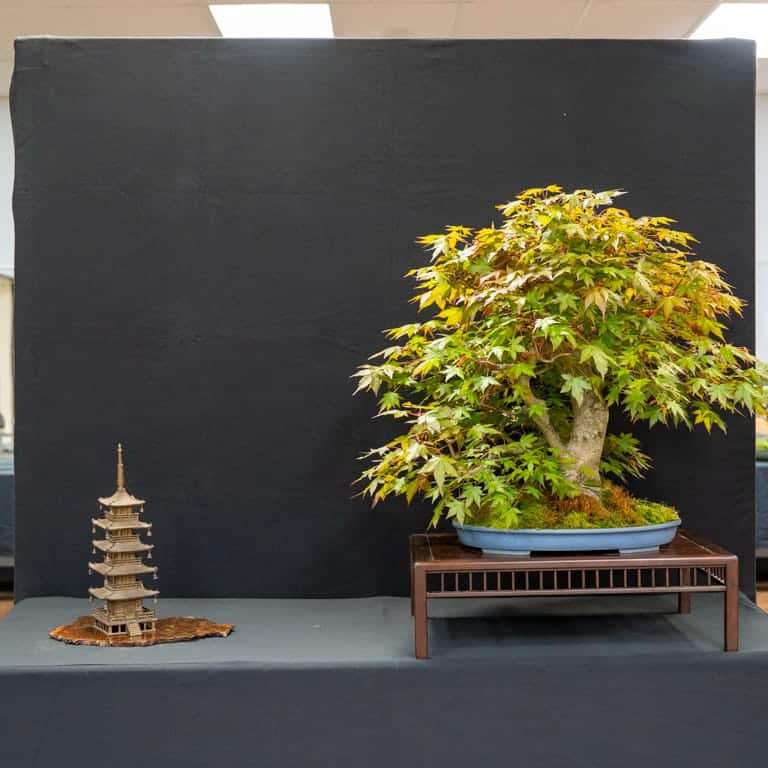 2022 美国波特兰盆景研讨会 图片