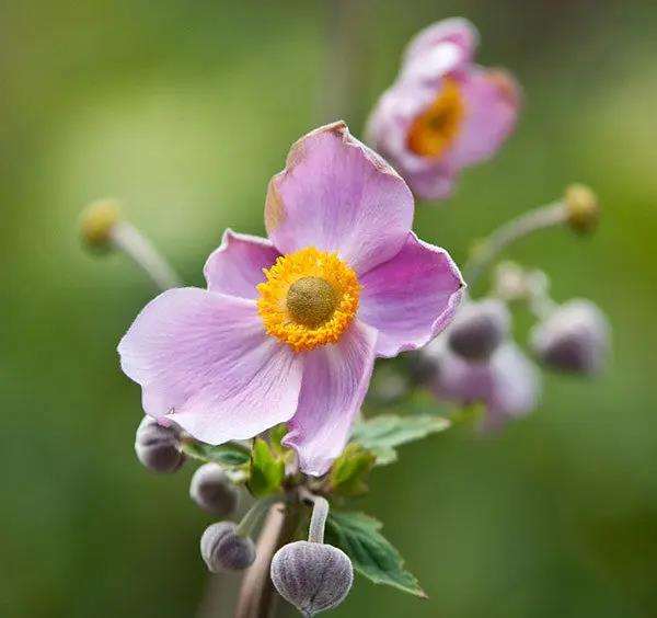 华中农业大学凭谁花解语演讲竞赛