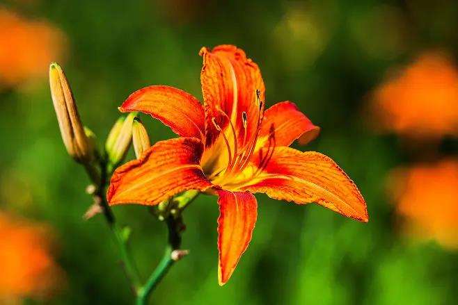 华中农业大学花卉学是园林专业的必修课