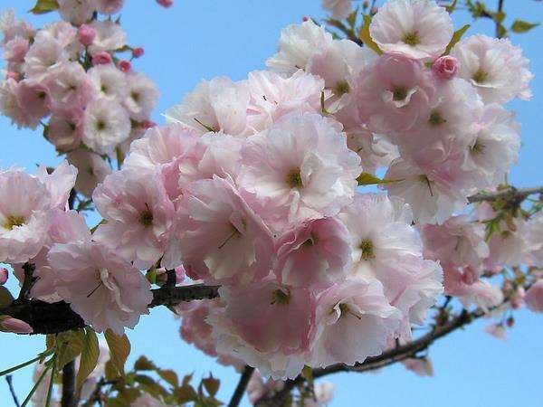 杭州太子湾公园樱花怎么发展的4个对策