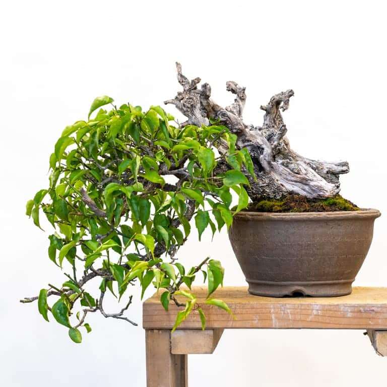 春季怎么修剪梅花盆景的前后对比 图片