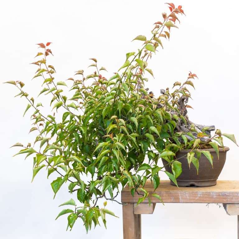 春季怎么修剪梅花盆景的前后对比 图片