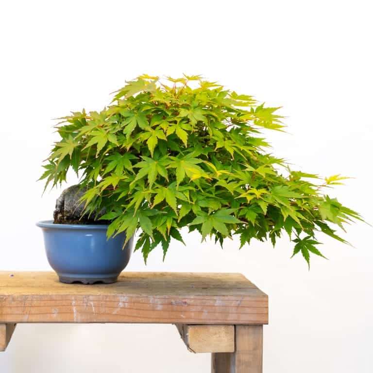 美国佬怎么修剪日本枫树盆景的前后 对比图片