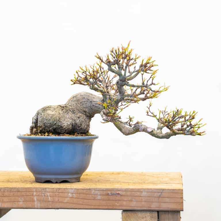 美国佬怎么修剪日本枫树盆景的前后 对比图片