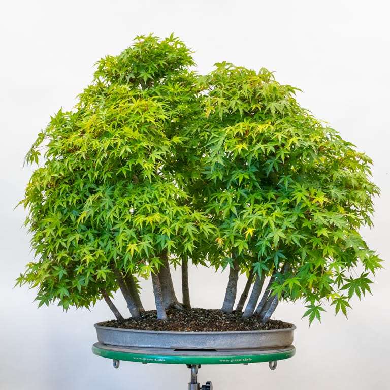 老外修剪日本枫树丛林盆景 前后对比图片