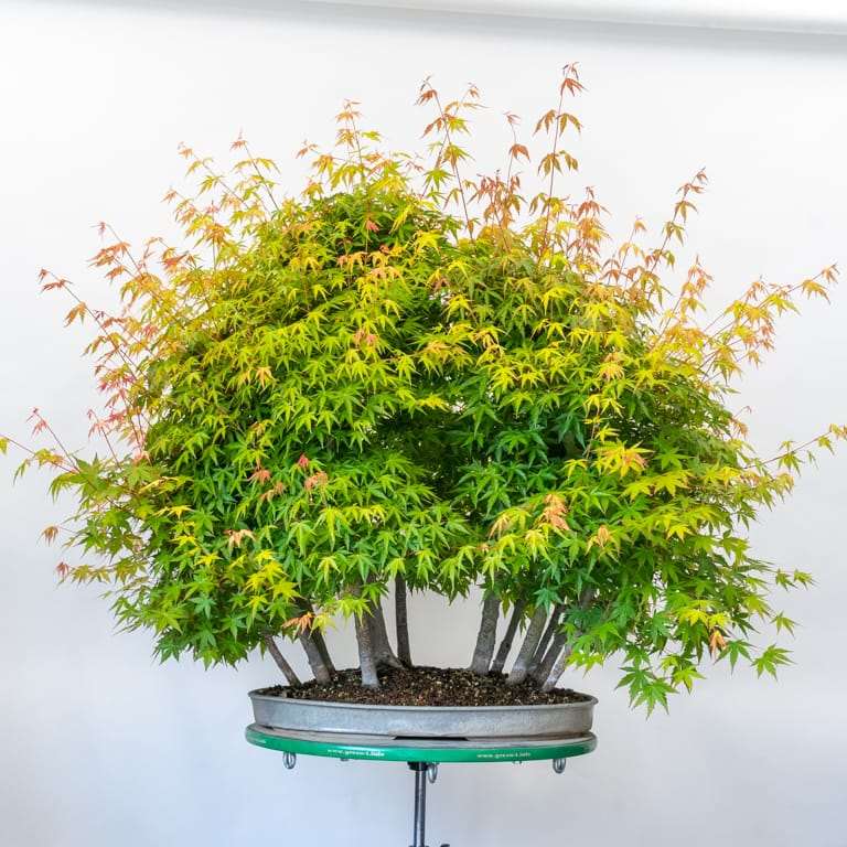 老外修剪日本枫树丛林盆景 前后对比图片