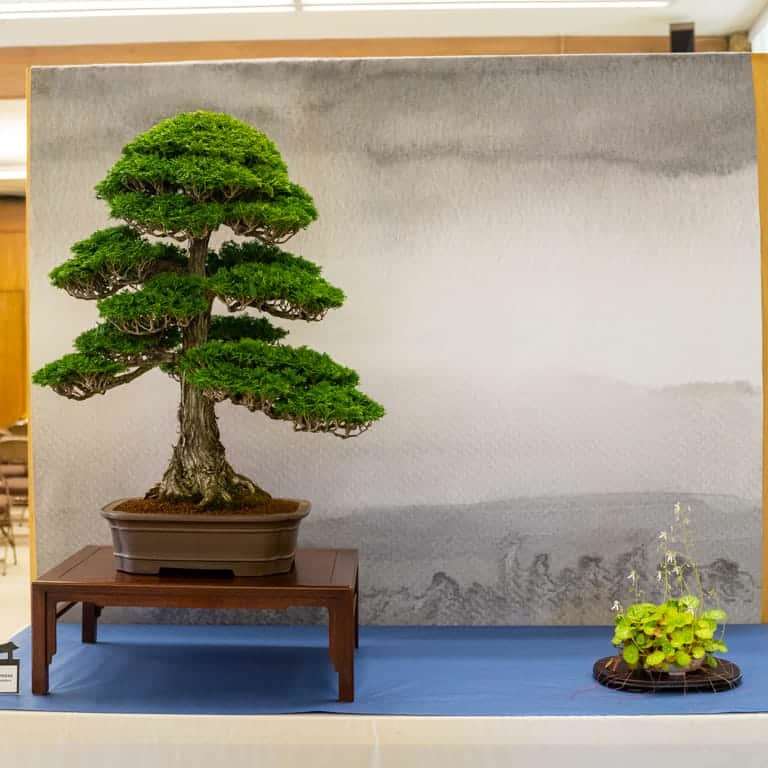 2022 美国盆景协会萨克拉门托度展览