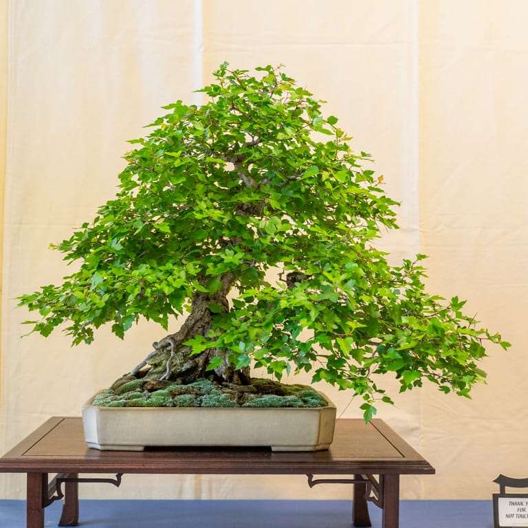 2022 美国盆景协会萨克拉门托度展览