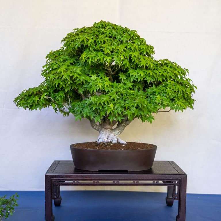 2022 美国盆景协会萨克拉门托度展览