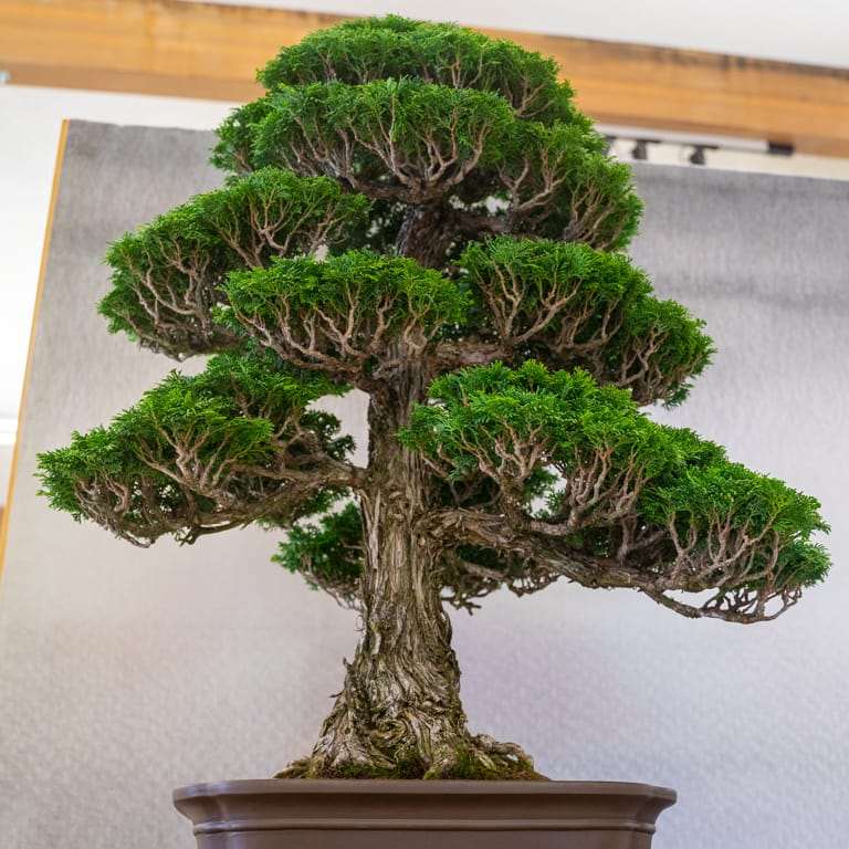 2022 美国盆景协会萨克拉门托度展览