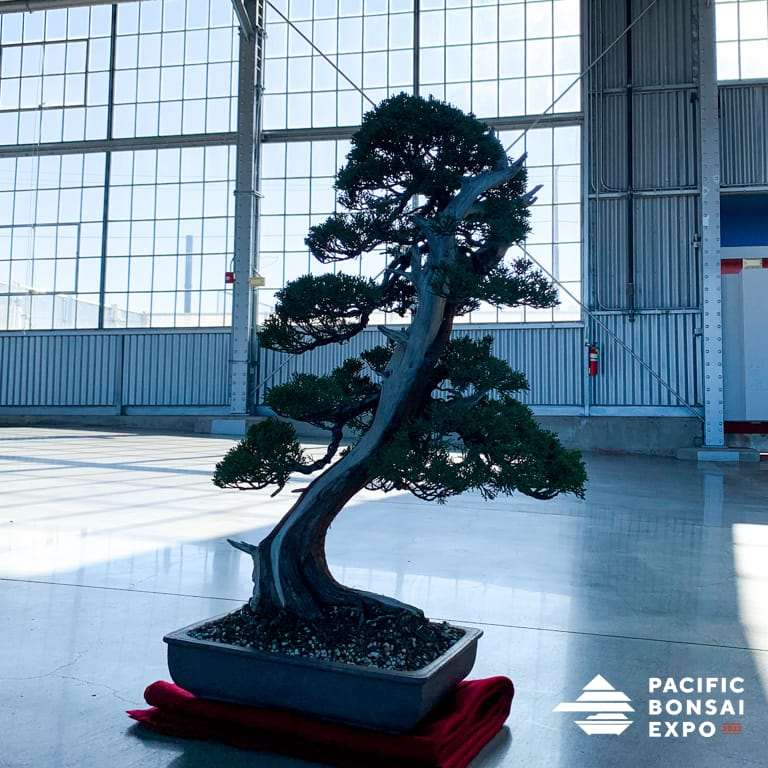 2022 为美国太平洋盆景博览会做准备