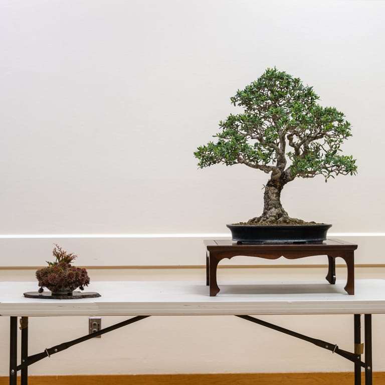 2022 我参观了清博盆景会 图片