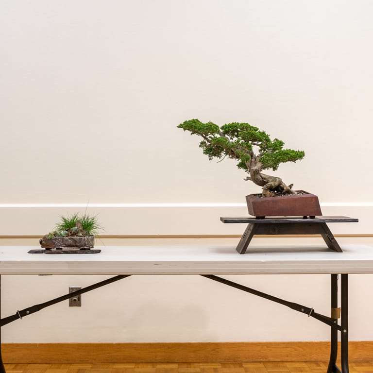 2022 我参观了清博盆景会 图片