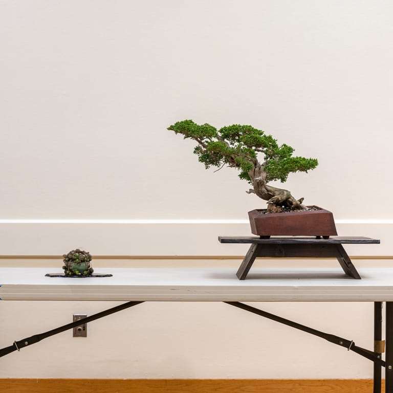 2022 我参观了清博盆景会 图片