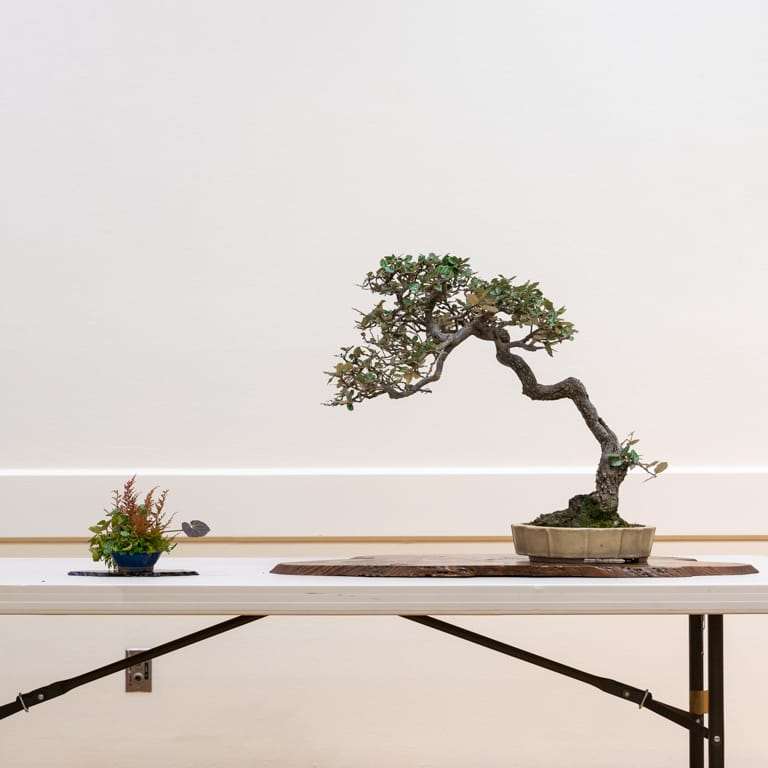 2022 我参观了清博盆景会 图片