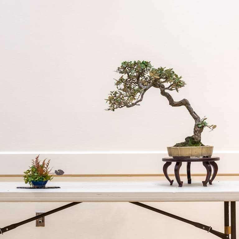 2022 我参观了清博盆景会 图片