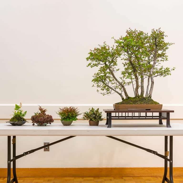 2022 我参观了清博盆景会 图片