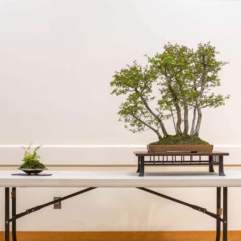 2022 我参观了清博盆景会 图片