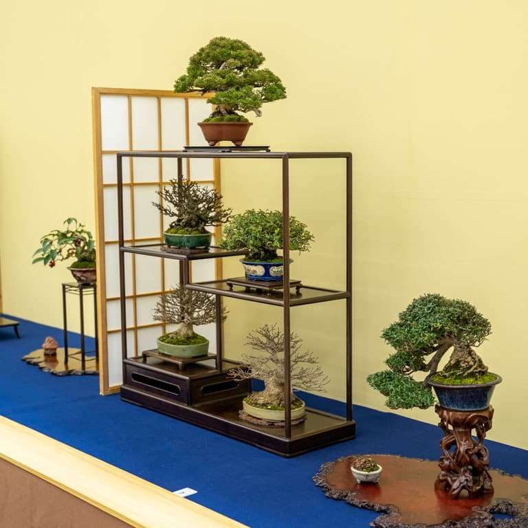 2022 如何支持美国太平洋盆景博览会的方法