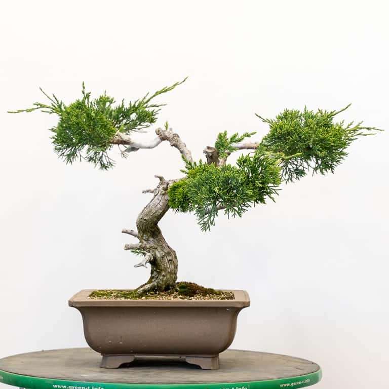 图解 老外5年制作杜松舍利干盆景升值10倍的过程