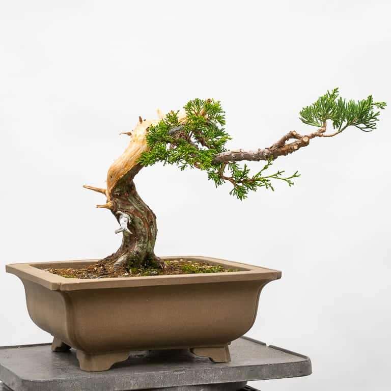 图解 老外5年制作杜松舍利干盆景升值10倍的过程