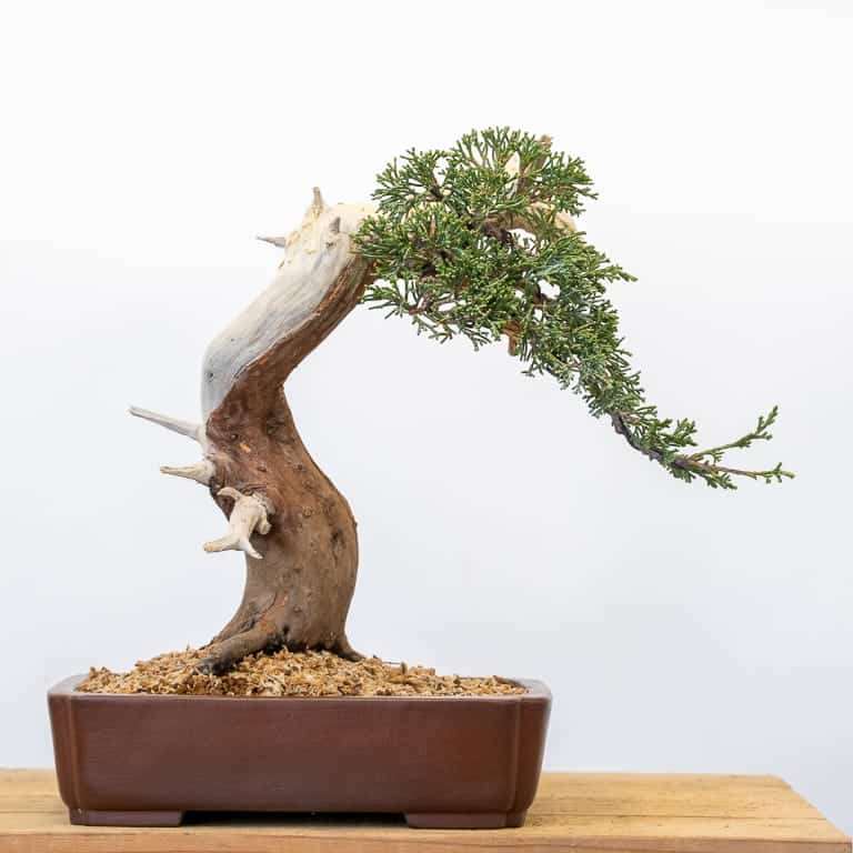 图解 老外5年制作杜松舍利干盆景升值10倍的过程