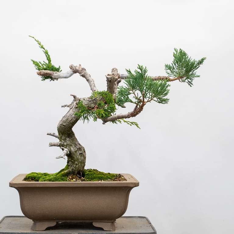 图解 老外5年制作杜松舍利干盆景升值10倍的过程